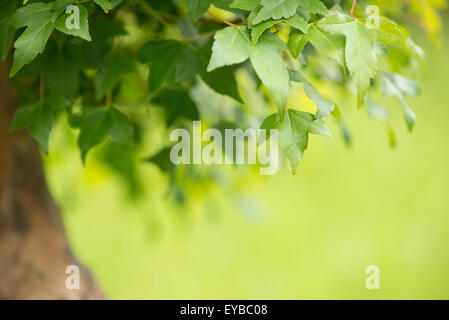 Nahaufnahme der Blätter von einem Dreizack Ahorn-Bonsai-Baum (Acer Buergerianum) Stockfoto