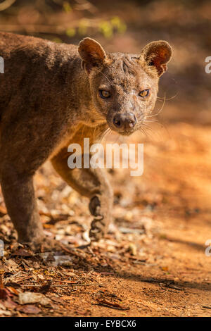 Ein Porträt von einem männlichen Fossa im Nationalpark Kirindy, Madagaskar. Stockfoto