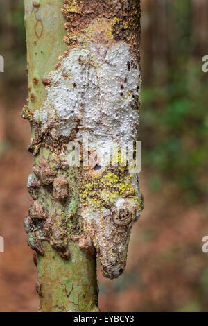 Ein Blatt tailed Gecko getarnt auf einem Baum im Ranomafana Nationalpark, Madagaskar. Stockfoto