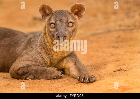 Ein Porträt von einem ruhenden männlichen Fossa im Nationalpark Kirindy, Madagaskar. Stockfoto
