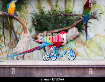 Papagei zeigt, wie er ein Fahrrad zu fahren Stockfoto