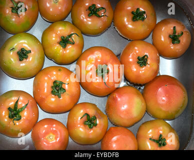 frische Tomaten von den Gemüsegarten im Wasserbad Stockfoto