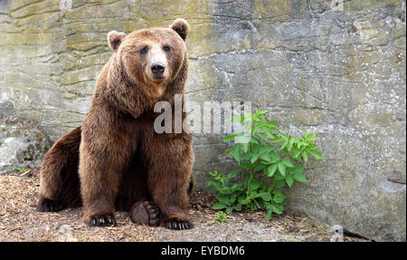 Kopenhagen, Dänemark. 13. Juli 2015. Ein Braunbär im Zoo in Kopenhagen, Dänemark, 13. Juli 2015. Foto: Thomas Eisenhuth/Dpa - NO-Draht-SERVICE-/ Dpa/Alamy Live News Stockfoto