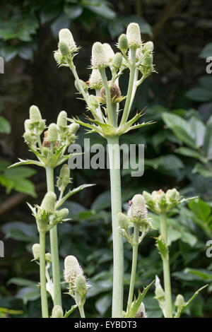 Stacheligen weißen Blütenköpfchen der Rosette bilden Meer Holly, Eryngium agavifolium Stockfoto