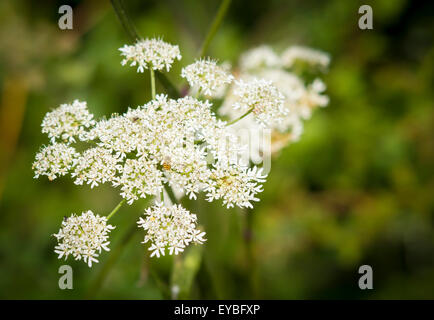 Riesenbärenklau. Heracleum Mantegazzianum. Vor kurzem brennt in den Nachrichten Warnung Menschen von gefährlichen Sap, die bewirkt, dass ein Blister Stockfoto