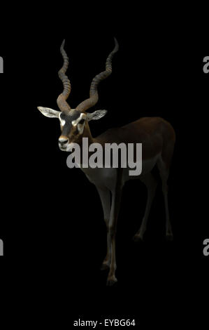 männliche Blackbuck stehen in dem dunklen Hintergrund Stockfoto