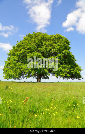 Eiche Baum in Spring, Kent, England, Großbritannien, Vereinigtes Königreich. Quercus fagaceae. Quercus robur. Stockfoto