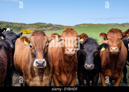 Neugierige junge Stiere Bos Taurus (Rinder) mit Ohrmarken in einem Feld. Rhydwyn, Isle of Anglesey, North Wales, UK, Großbritannien Stockfoto