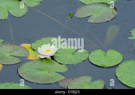 Weiße Seerosen (Nymphaea Alba) wächst an einem See im Sommer, UK Stockfoto