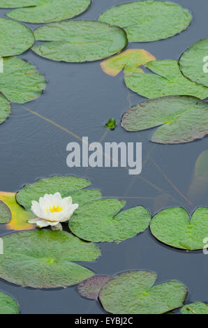 Weiße Seerosen (Nymphaea Alba) wächst an einem See im Sommer, UK Stockfoto