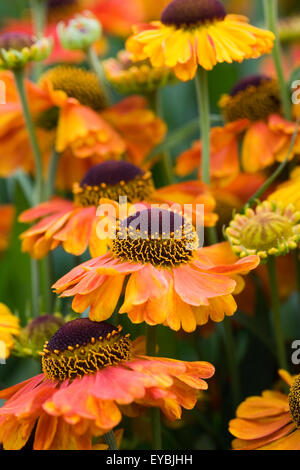 Helenium 'Waltraut'. Sneezeweed Blumen. Stockfoto