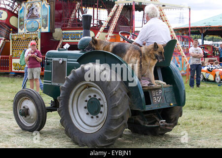 Zwei Deutsche Schäferhunde, eine Fahrt mit dem Traktor Stockfoto