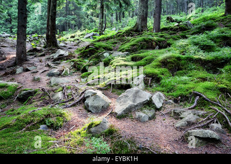 Geheimnisvollen Wald mit Felsen und Moos unter den verdrehten Wurzeln Stockfoto