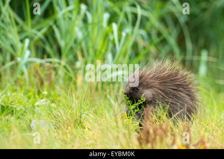 North American Porcupine (Erethizon Dorsatum), Glacier Bay Nationalpark, Alaska, USA Stockfoto