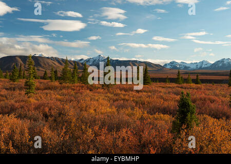 Herbstliche Landschaft im Denali National Park Stockfoto