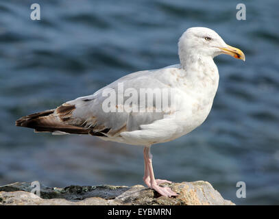 Eine Möwe stehend auf einem Felsen am Meer Stockfoto