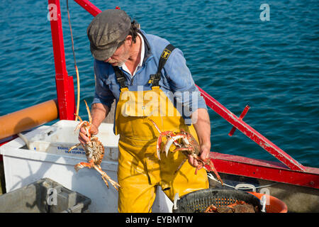 Küstenfischerei in Cardigan Bucht am Aberdyfi Angeln / Aberdovey: ein Fischer seinen Fang von Spider Krabben, Wales UK Landung Stockfoto