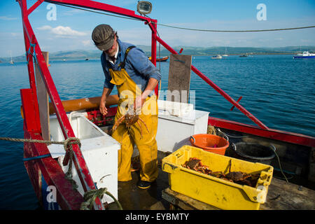 Küstenfischerei in Cardigan Bucht am Aberdyfi Angeln / Aberdovey: ein Fischer seinen Fang von Spider Krabben, Wales UK Landung Stockfoto