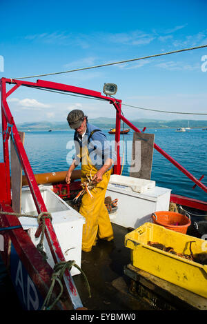 Küstenfischerei in Cardigan Bucht am Aberdyfi Angeln / Aberdovey: ein Fischer seinen Fang von Spider Krabben, Wales UK Landung Stockfoto