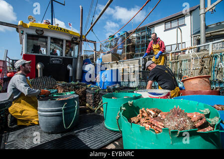 Küstenfischerei in Cardigan Bay Fischen: Fischer Aussortieren der Woche fangen auf dem Deck eines kleinen Hummer und Krabben Angeln Boot arbeiten aus Aberystwyth Hafen, Ceredigion West Wales UK Stockfoto
