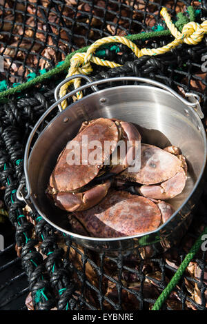 Frisch gefangen und landete Cardigan Bay braunen Krabben, Aberystwyth Hafen Wales UK Stockfoto