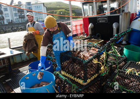 Küstenfischerei in Cardigan Bay Fischen: Fischer Aussortieren der Woche fangen auf dem Deck eines kleinen Hummer und Krabben Angeln Boot arbeiten aus Aberystwyth Hafen, Ceredigion West Wales UK Stockfoto