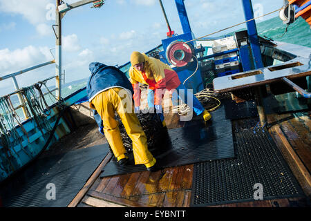 Küstenfischerei in Cardigan Bay Fischen: Fischer bei der Arbeit, die Landung der wöchentlichen Fang des Hummer und Krabben auf dem Deck eines kleinen Fischerbootes Arbeiten aus Aberystwyth Hafen, Ceredigion West Wales UK Stockfoto