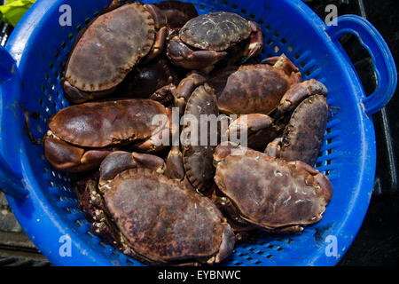 Frisch gefangen und landete Cardigan Bay braunen Krabben, Aberystwyth Hafen Wales UK Stockfoto