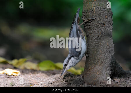 Kopf eurasische Kleiber (Sitta Europaea) Suche nach Futter unter dem Baum Stockfoto