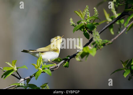 Wood Warbler auf Vogel Kirschbaum im Frühling Stockfoto