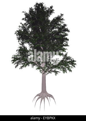 Europäische oder gemeinsame Buche, Fagus Sylvatica Baum isoliert in weißem Hintergrund - 3D render Stockfoto