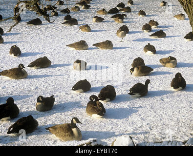 Nordamerika, Kanada, Ontario, Toronto, High Park, Kanadagänse auf zugefrorenen Teich Stockfoto