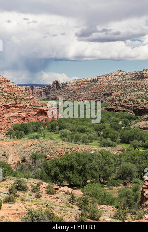 Schwaden von grünen Bäumen führt durch eine Schlucht in das Grand Staircase-Escalante National Monument, Utah Stockfoto