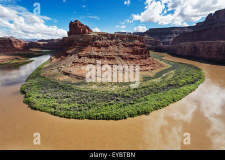 Schwanenhals im Colorado River, Canyonlands National Park, Moab, Utah Stockfoto