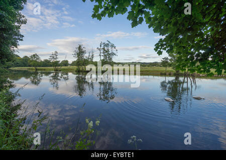 Eine schöne Aussicht auf den Fluss Kent kurz vor Sonnenuntergang. Perfekte Reflexionen durch die Bewegung der Schwäne gebrochen ist perfekte Entspannung. Stockfoto