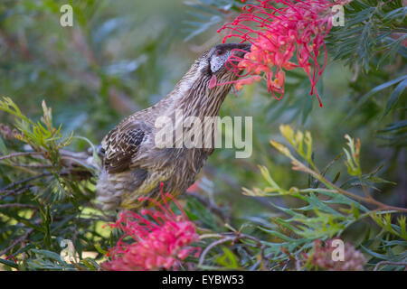 (Canberra, Australien---31. Dezember 2013)     Ein rote Flechtwerk Vogel (Anthochaera Carunculata) Fütterung auf einem roten blühende Pflanze in der Stockfoto