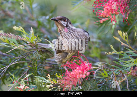 (Canberra, Australien---31. Dezember 2013)     Ein rote Flechtwerk Vogel (Anthochaera Carunculata) Fütterung auf einem roten blühende Pflanze in der Stockfoto