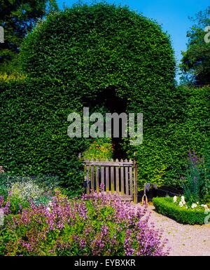 Kinoith Haus Gärten, Co Cork, Irland; Buche-Bogen mit Lavendel wächst im Vordergrund Stockfoto