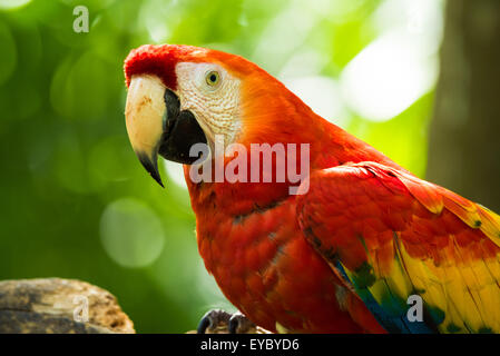 Einen hellroten Aras in Costa Rica Stockfoto