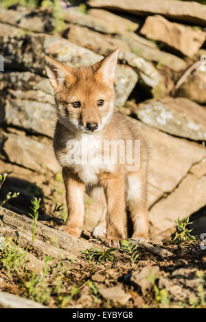 Baby Wolf Welpe stehend auf einer felsigen Klippe in der Nähe von Bozeman, Montana, USA.  Dies ist ein Tier gefangen. Stockfoto