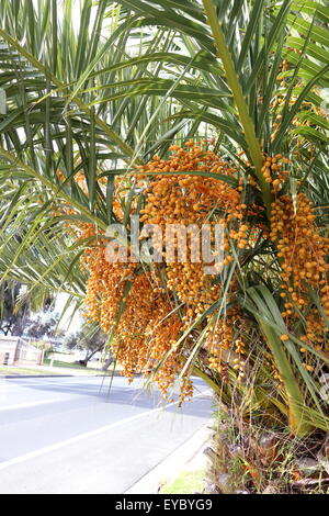 Butia Capitata oder auch bekannt als Pindo Palme Früchte am Baum Stockfoto