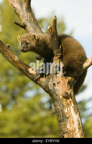 Fisher, Klettern im toten Baum in Bozeman, Montana, USA.  Dies ist ein Tier gefangen. Stockfoto