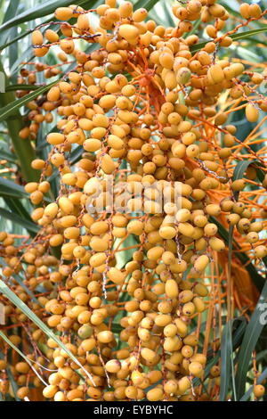 Butia Capitata oder auch bekannt als Pindo Palme Früchte am Baum Stockfoto