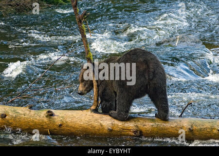 Braunbären in Stream balancing auf einem Baumstamm wie es im Bereich Anan Creek & Bay in Alaska, USA Fische Stockfoto