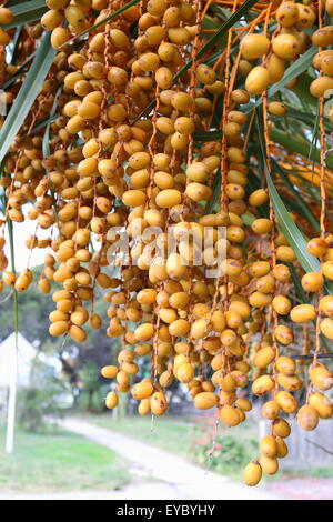 Butia Capitata oder auch bekannt als Pindo Palme Früchte am Baum Stockfoto