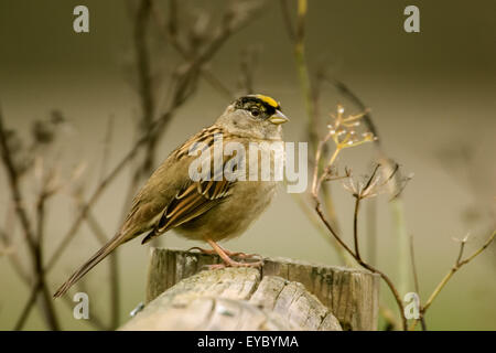 Gelb-gekrönter Spatz thront auf einem Holzzaun in Cosumnes River Preserve, California, USA Stockfoto