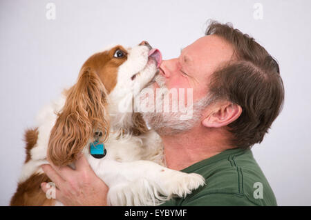 Mandy, eine 2-jährige Cavalier King Charles Spaniel, lecken Gesicht eines Mannes liebevoll Stockfoto