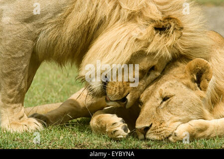 Männlicher Löwe kuschelte weibliche Löwen, versucht zu überzeugen, dass sie aufstehen und paaren sich im Serengeti Nationalpark, Tansania, Afrika Stockfoto