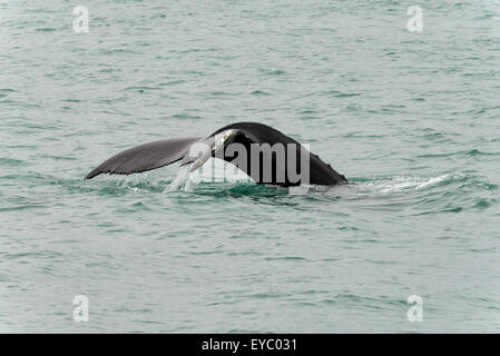 Buckelwal in der Nähe von Husavik, Island Stockfoto