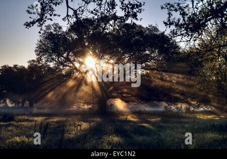 Schönen guten Morgenlicht Leuchten durch eine Eiche in New Orleans City Park.  Ein schöner Platz für die ausgetretenen Pfade-Aktivitäten in New Orleans. Stockfoto